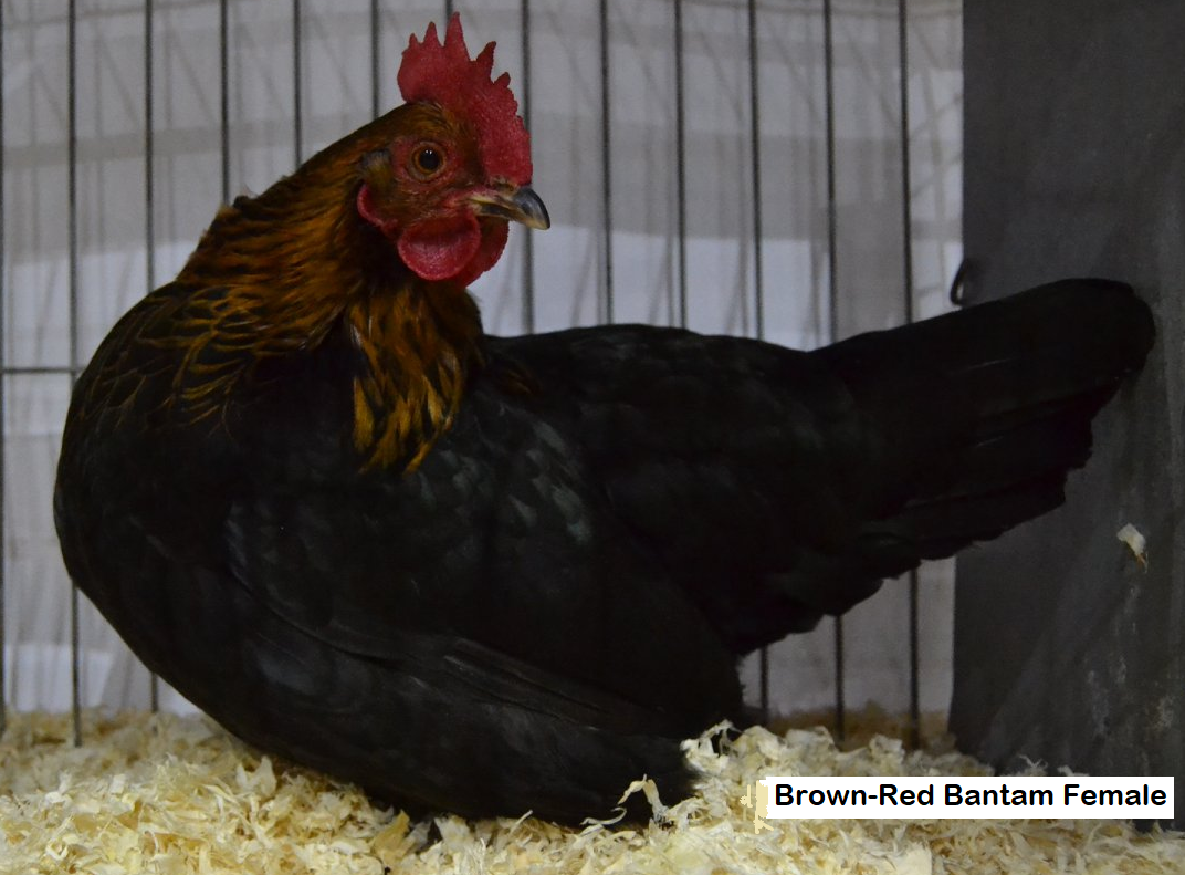 Bantam brown-red female