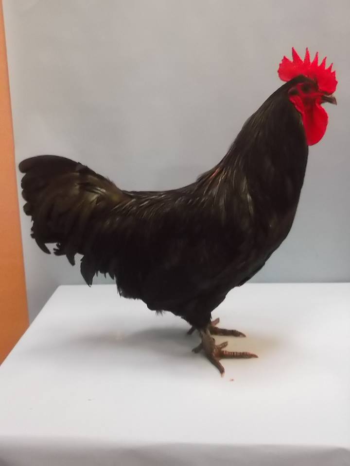 Large black cockerel