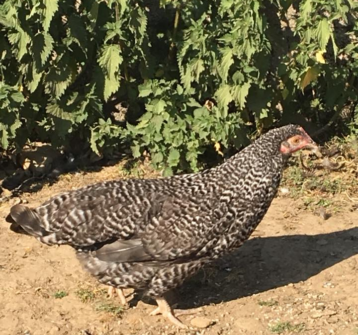 Large cuckoo pullet