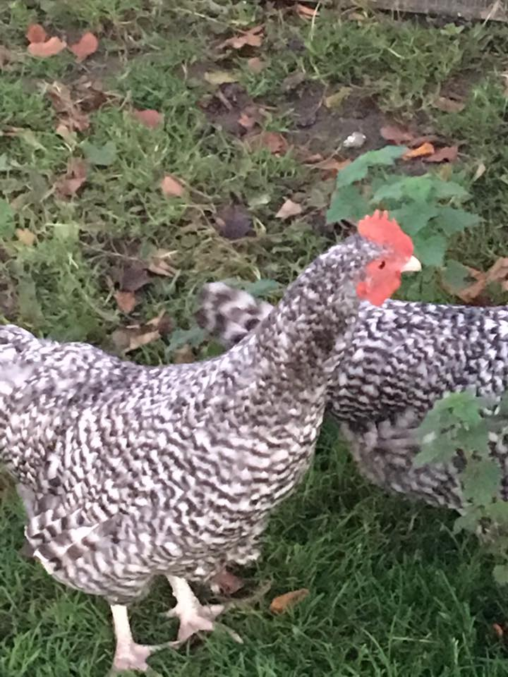 Large cuckoo young males
