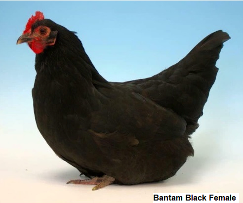 Bantam Black Female