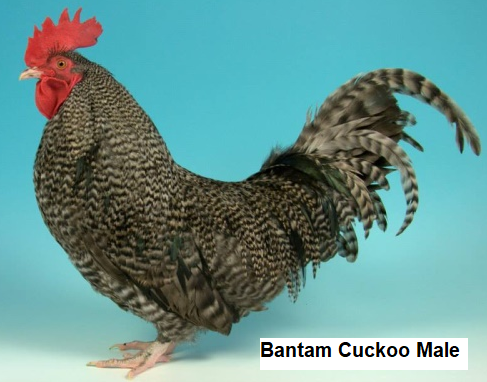 Bantam Cuckoo Male