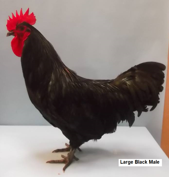 Large Black Male