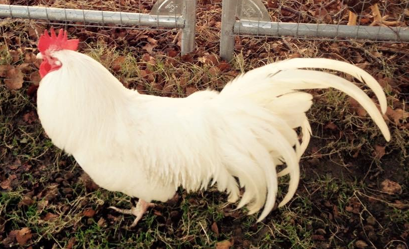 White cock